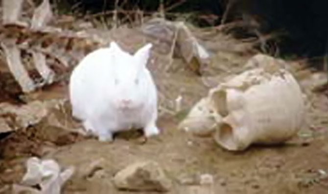 Killer-rabbit-Monty-Python-Holy-Grail-skull