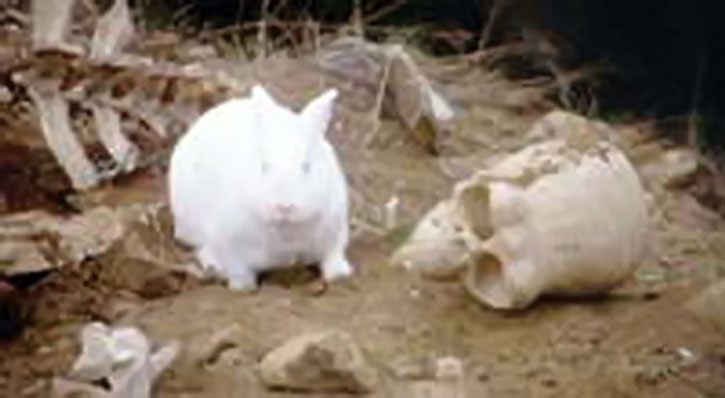 Killer-rabbit-Monty-Python-Holy-Grail-skull