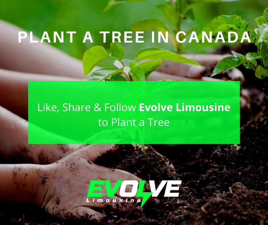 Evolve Limo trees
