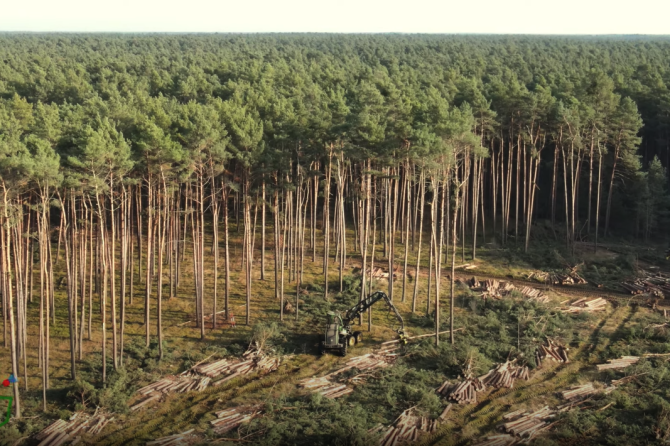 Giga Berlin tree farm