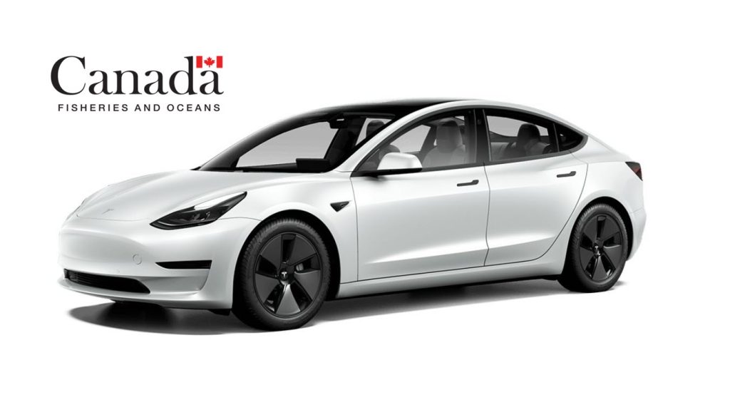 model 3 dfo